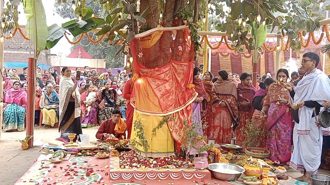 মহা ধুমধামে হয়ে গেল বট ও পাঁকুড় গাছের বিয়ে। ছবি : কালবেলা
