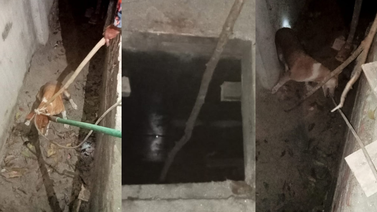 সেপটিক ট্যাংকে আটকে পড়া কুকুরটি উদ্ধার করেন ভোলা ফায়ার সার্ভিসের কর্মীরা। ছবি : সংগৃহীত