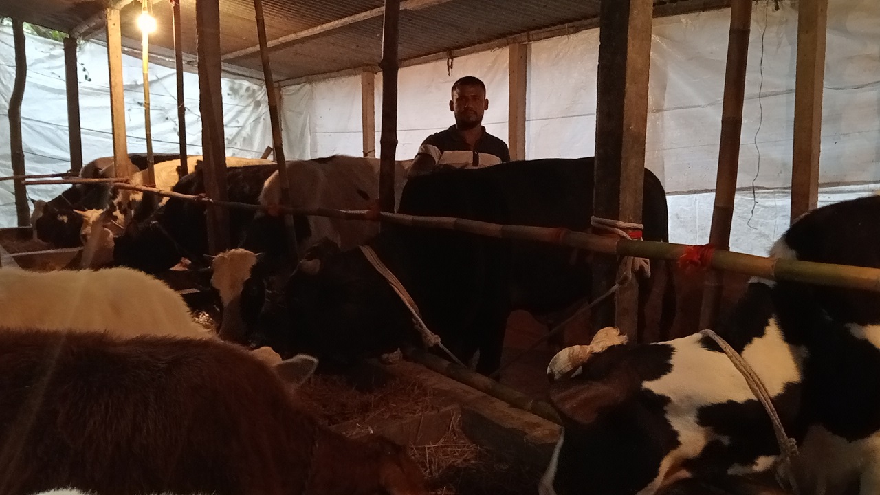 চাঁদপুর জেলার একটি গরুর খামার। ছবি : কালবেলা