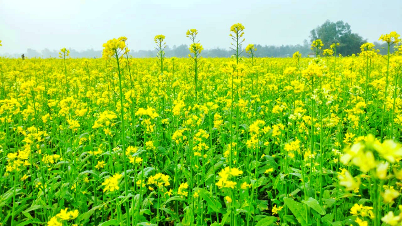 পঞ্চগড়ের দেবীগঞ্জের একটি সরিষা ক্ষেত। ছবি : কালবেলা