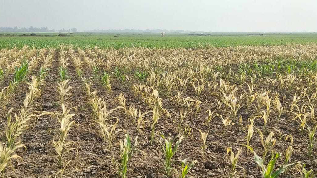 সিরাজগঞ্জের তাড়াশে বিষপ্রয়োগে মাদ্রাসার সাড়ে ৮ বিঘা জমির সরিষা ও ভুট্টা পুড়িয়ে দেওয়ার অভিযোগ। ছবি : কালবেলা
