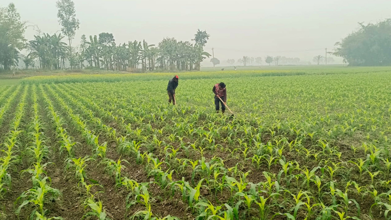 পপকর্ন মাঠে পরিচর্যা করছেন কৃষক। ছবিটি দিনাজপুরের খানসামার সাবেক গুলিয়ারা থেকে তোলা। ছবি : কালবেলা