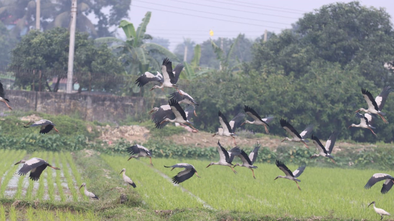 শামুকখোল ঝাঁক বেঁধে খাদ্যের সন্ধানে। ছবি : কালবেলা