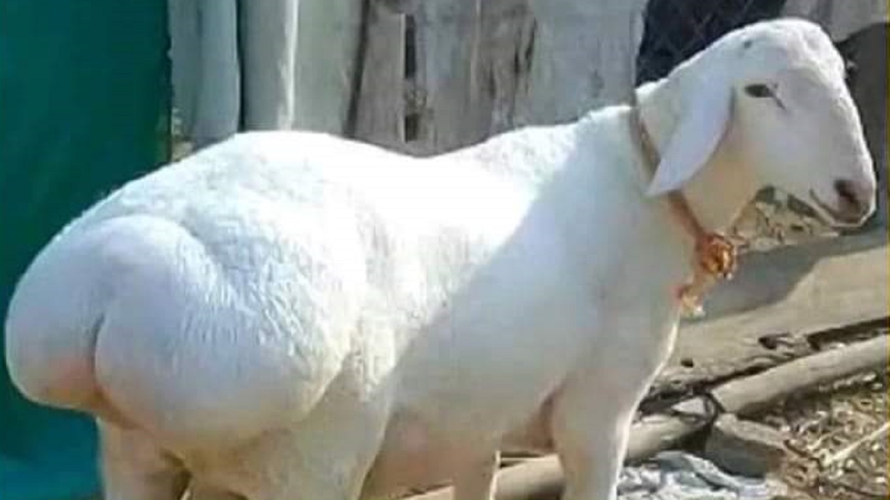 দুম্বা। ছবি : সংগৃহীত