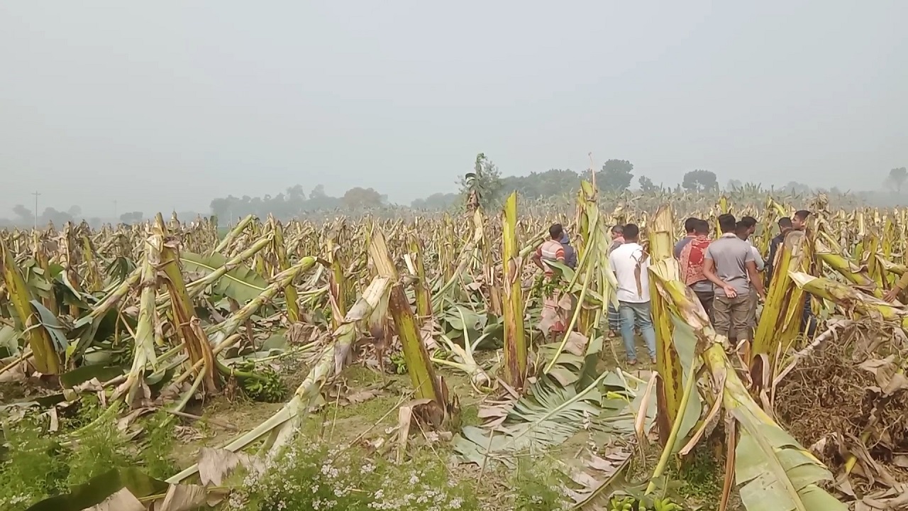 কৃষকের ৬ বিঘা জমির কলাগাছ কেটে দিয়েছে দুর্বৃত্তরা।  ছবি : কালবেলা