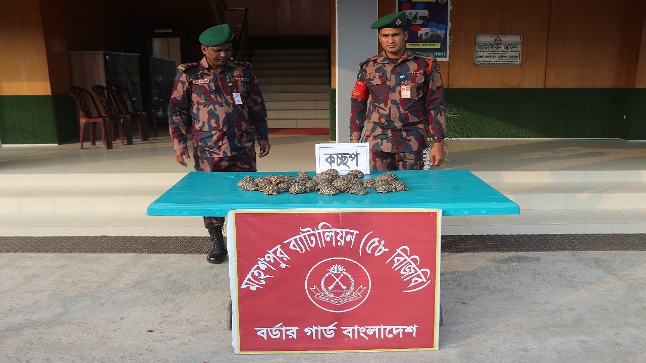 মাটিলা গ্রাম থেকে উদ্ধার করা বিরল প্রজাতির কচ্ছপ। ছবি : কালবেলা