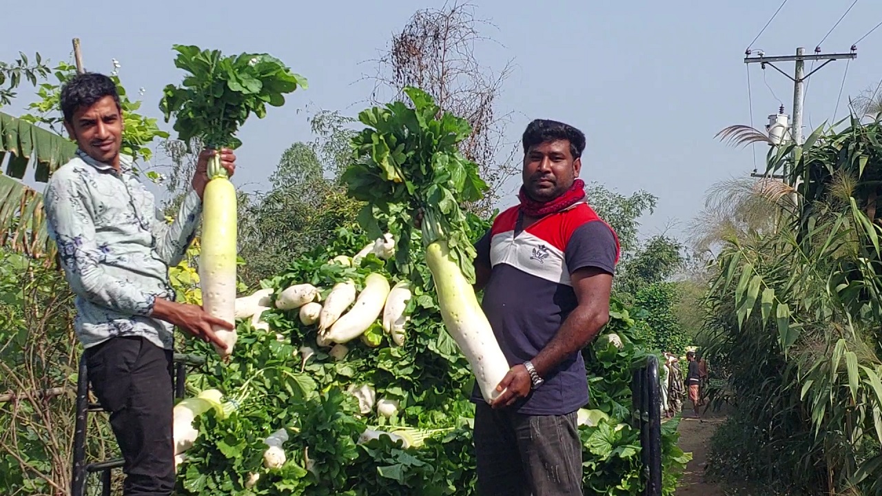 বাজারের উদ্দেশে গাড়িতে ওঠানো হচ্ছে ভাণ্ডারী মুলা। ছবি : কালবেলা