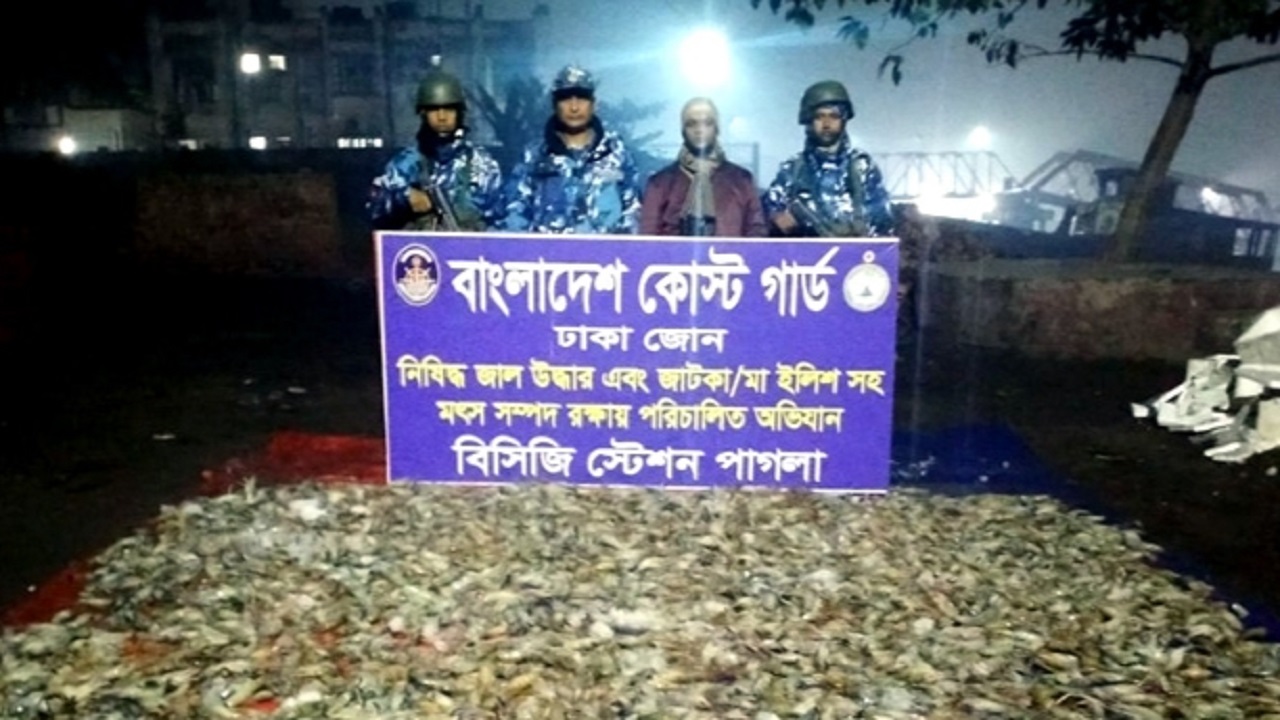 ফতুল্লা ও সোনারগাঁয়ে পৃথক দুটি অভিযানে বিষাক্ত জেলিযুক্ত চিংড়ি ও জাটকা জব্দ করা হয়। ছবি : কালবেলা