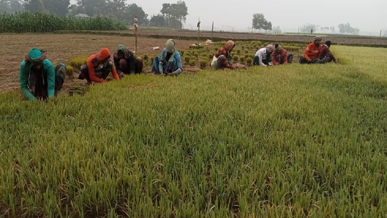 বীজতলা থেকে রোপণের জন্য চারা তুলছেন কৃষকরা। ছবি : কালবেলা