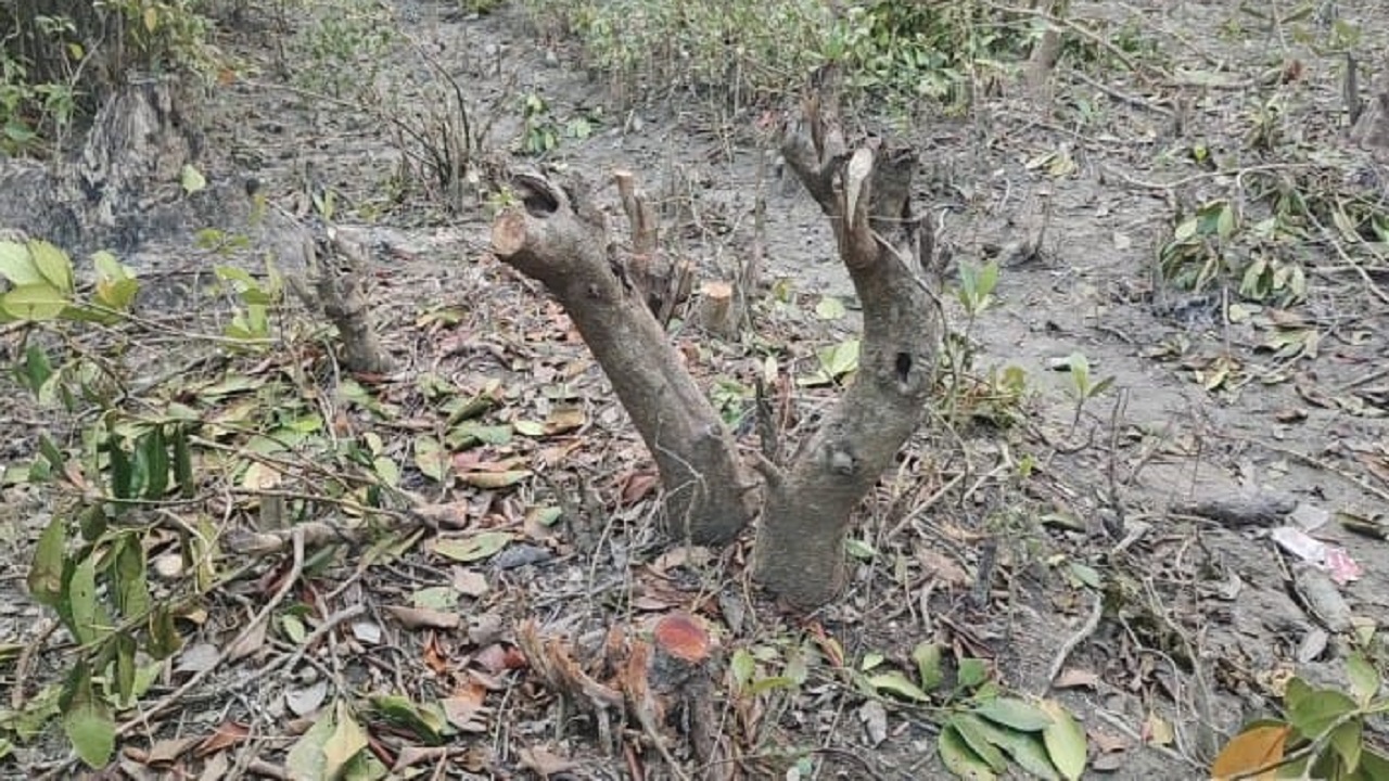 উজাড় করা হচ্ছে বন। ছবি : কালবেলা