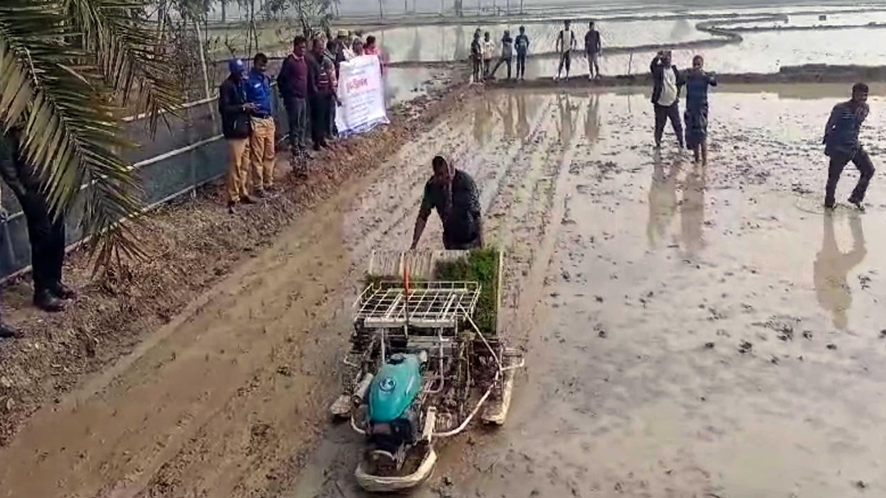 নওগাঁয় যন্ত্রের সাহায্যে চারা রোপণ করা হচ্ছে। ছবি : কালবেলা