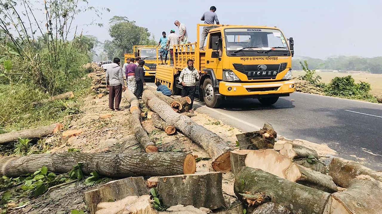 কাটা গাছ জব্দ করে ট্রাক ভর্তি করে নিয়ে যাচ্ছে সড়ক ও জনপদ বিভাগের কর্মকর্তারা। ছবি : কালবেলা