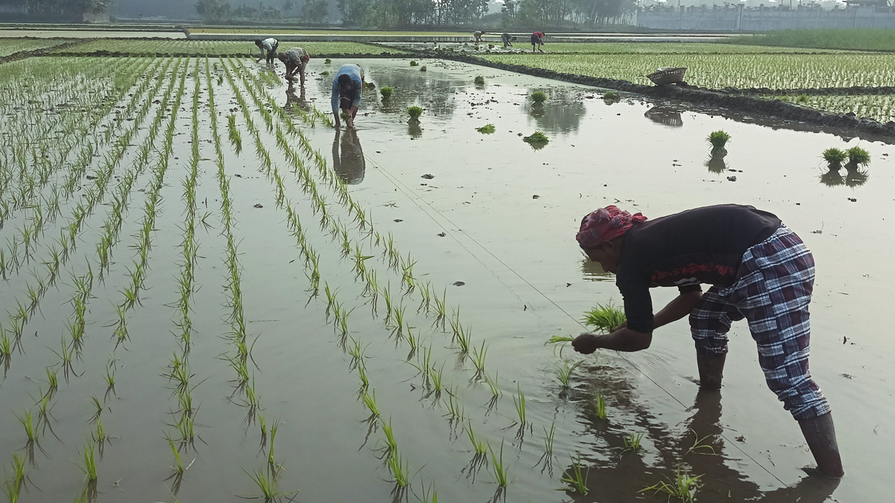 কনকনে শীতে ধানের চারা রোপণে ব্যস্ত কৃষক। ছবি : কালবেলা