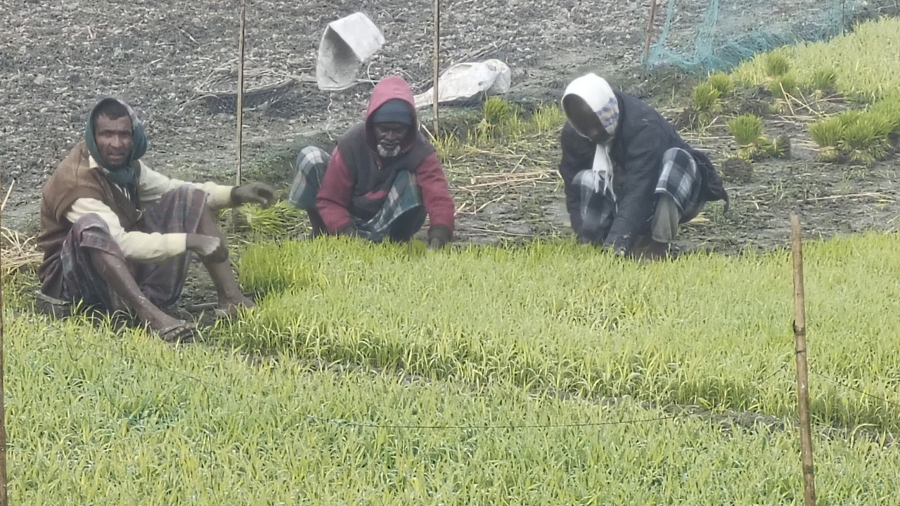 শীতে কষ্টে আছেন কৃষকরা। ছবি : কালবেলা