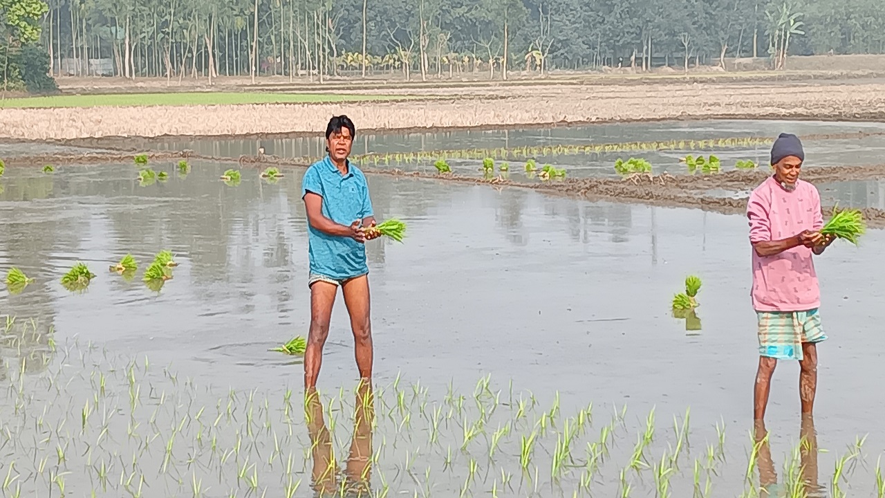বোরো রোপণের কাজে ব্যস্ত সময় পার করছেন কুড়িগ্রামের উলিপুরের চাষিরা। ছবি : কালবেলা