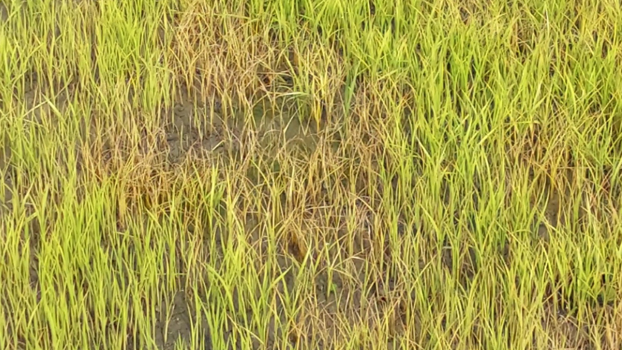 ঘনকুয়াশায় নষ্ট হচ্ছে হিলির বোরো ধানের বীজতলা। ছবি : কালবেলা