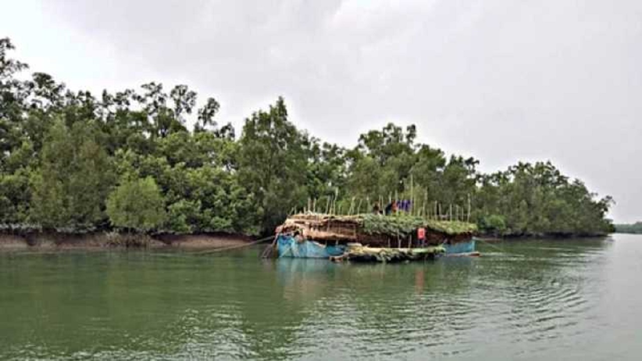 সুন্দরবনে গোলপাতা আহরণ শুরু। ছবি : কালবেলা