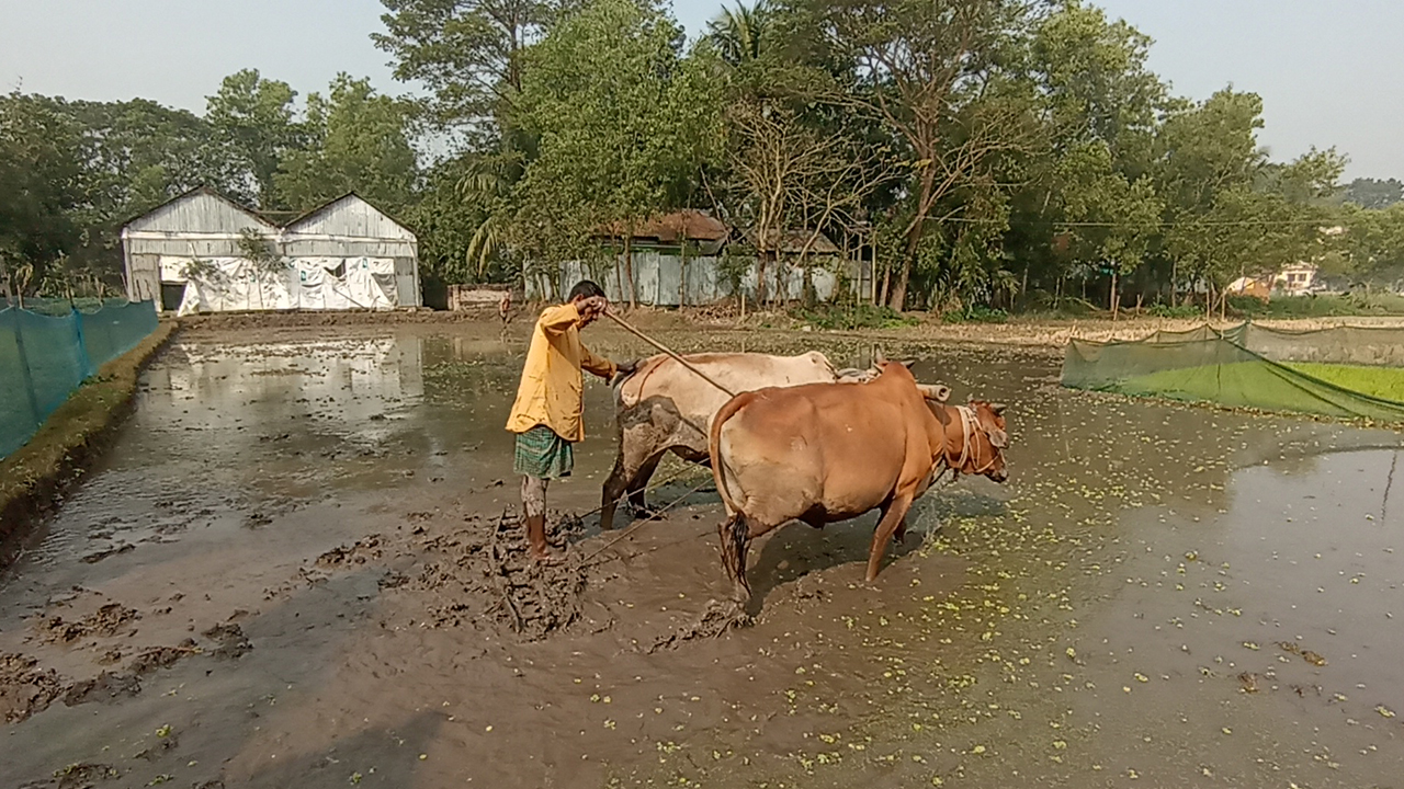 কুমিল্লার ব্রাহ্মণপাড়ায় গরু দিয়ে হালচাষের একটি খণ্ডচিত্র। ছবি : কালবেলা