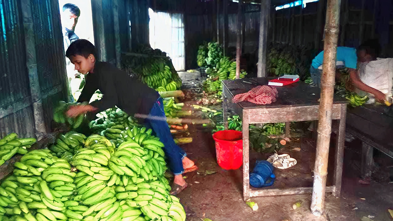 কুমিল্লার ব্রাহ্মণপাড়ায় এক কলার আড়তে রাখা কাঁচা কলা। ছবি : কালবেলা