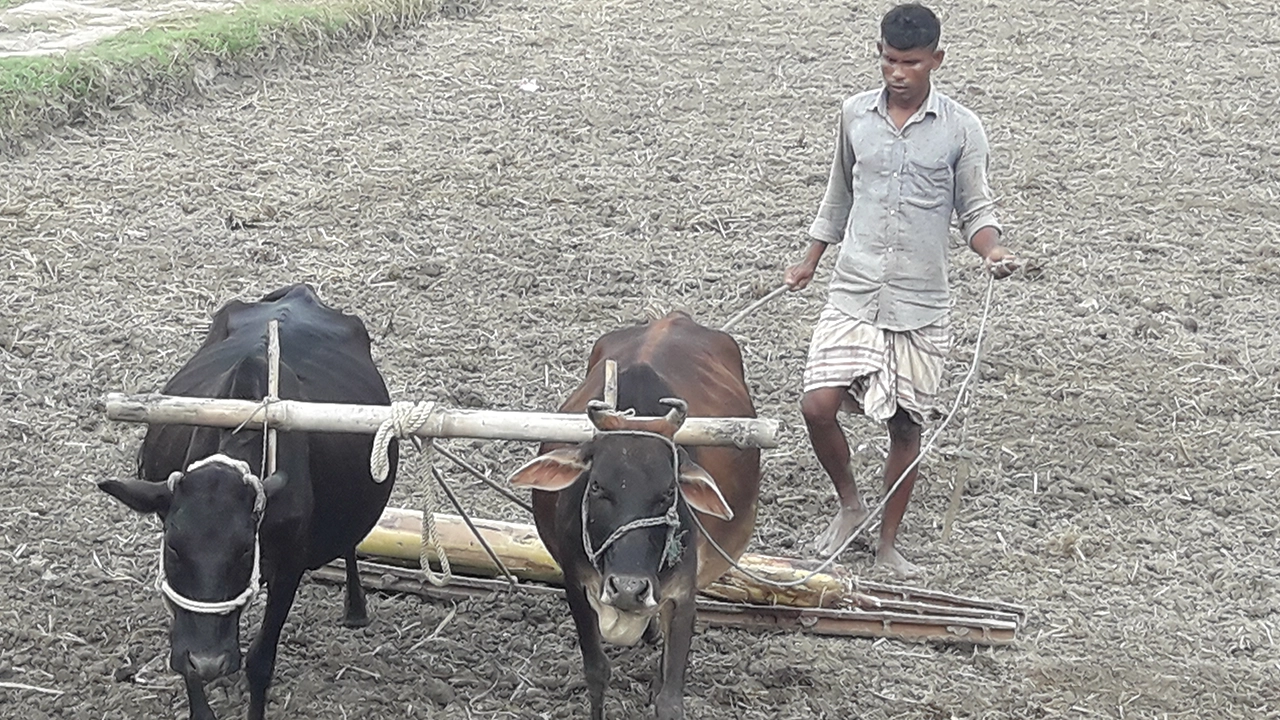 কেন্দুয়ার গন্ডা ইউনিয়নের একটি মাঠে গরু দিয়ে হালচাষ করছেন কৃষক কল্যাণ মিয়া। ছবি : কালবেলা
