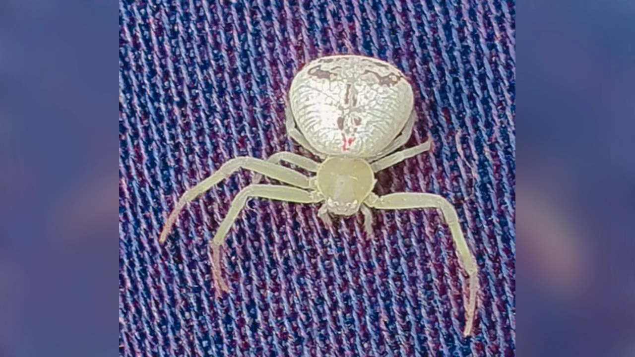 বিরল প্রজাতির এই মাকড়সাটির নাম (crab spiders) ক্র্যাব স্পাইডার। ছবি : কালবেলা