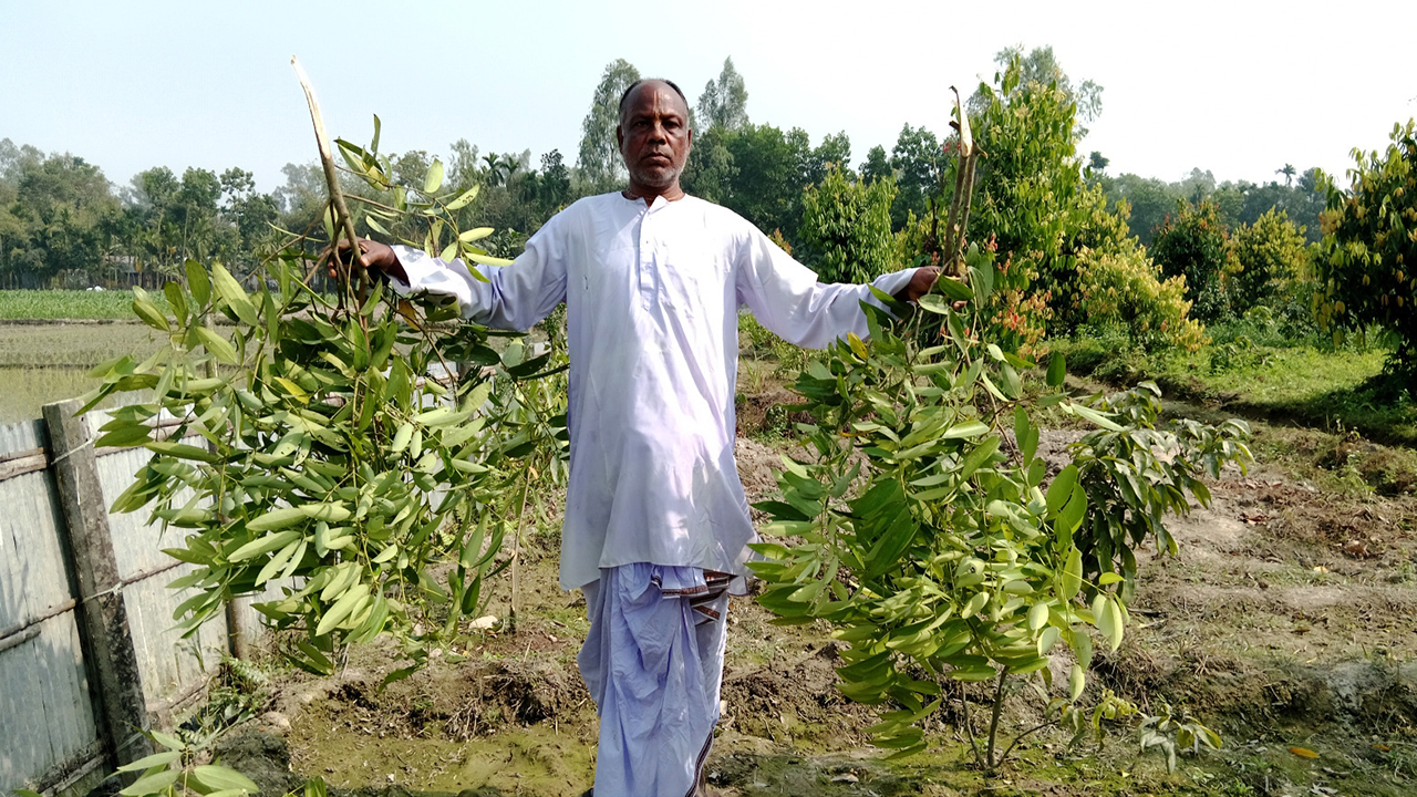 কেটে ফেলা তেজপাতা গাছ হাতে দাঁড়িয়ে বাগান মালিক দুলাল ঠাকুর। ছবি : কালবেলা