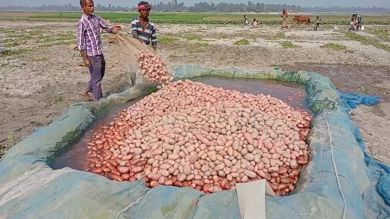লালমনিরহাটে আলু তোলায় ব্যস্ত কৃষকরা। ছবি : কালবেলা