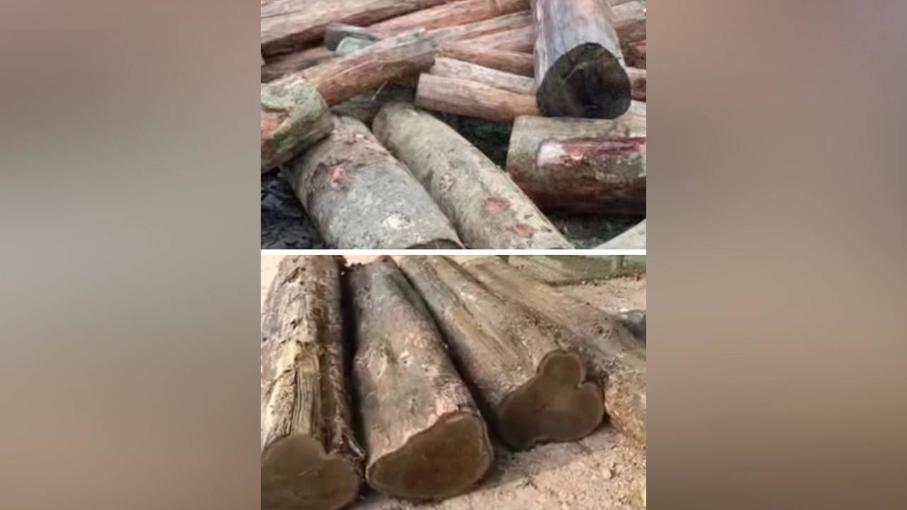 কাপ্তাইয়ের রিজার্ভ ফরেস্ট এলাকা থেকে কেটে রাখা কাঠ। ছবি : সংগৃহীত