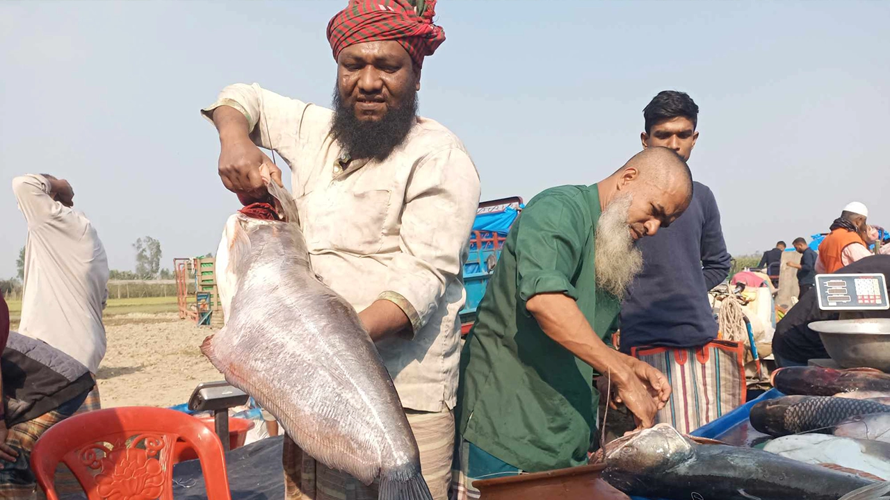 বগুড়ার ধুনটে জামাই মেলায় বোয়াল হাতে এক মাছ ব্যবসায়ী। ছবি : কালবেলা