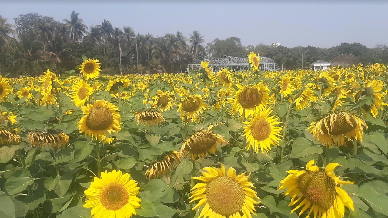 হলদে আভা মুগ্ধ করছে রূপবান সূর্যমুখী ফুল। ছবি : কালবেলা