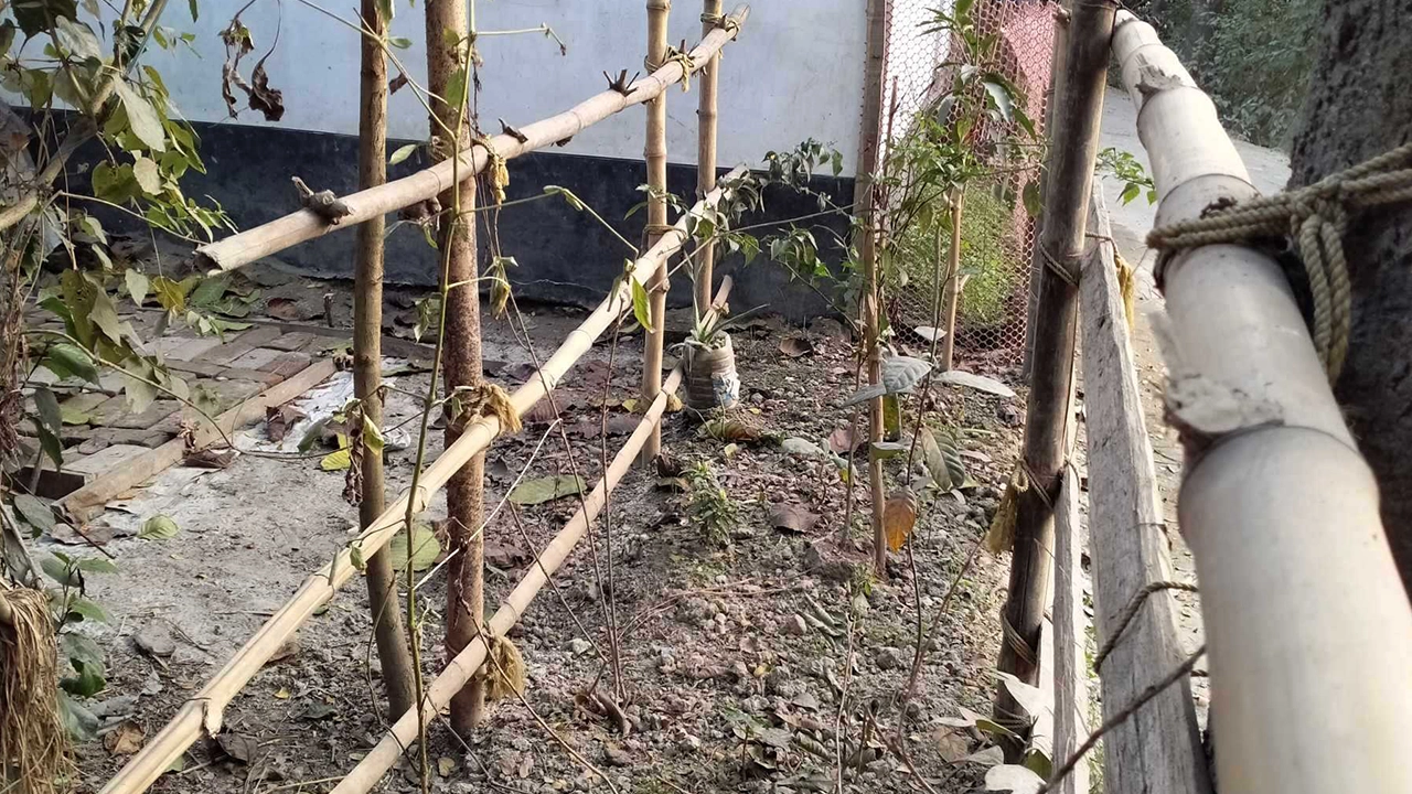 লক্ষ্মীপুরে চারটি পরিবারের চলাচলের রাস্তায় বাঁশের বেড়া দিয়েছেন স্থানীয় এক আওয়ামী লীগ নেতা। ছবি : কালবেলা