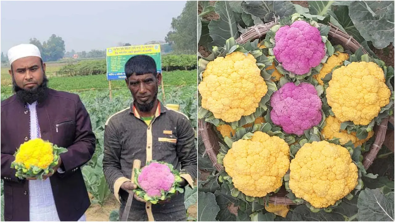 নিজের চাষ করা রঙিন ফুলকপি বাগানে কৃষি কর্মকর্তার সঙ্গে চাষি জালাল হোসেন। ছবি : কালবেলা