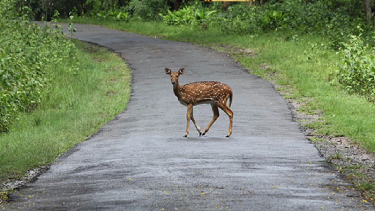 চিত্রা হরিণ। ছবি : সংগৃহীত