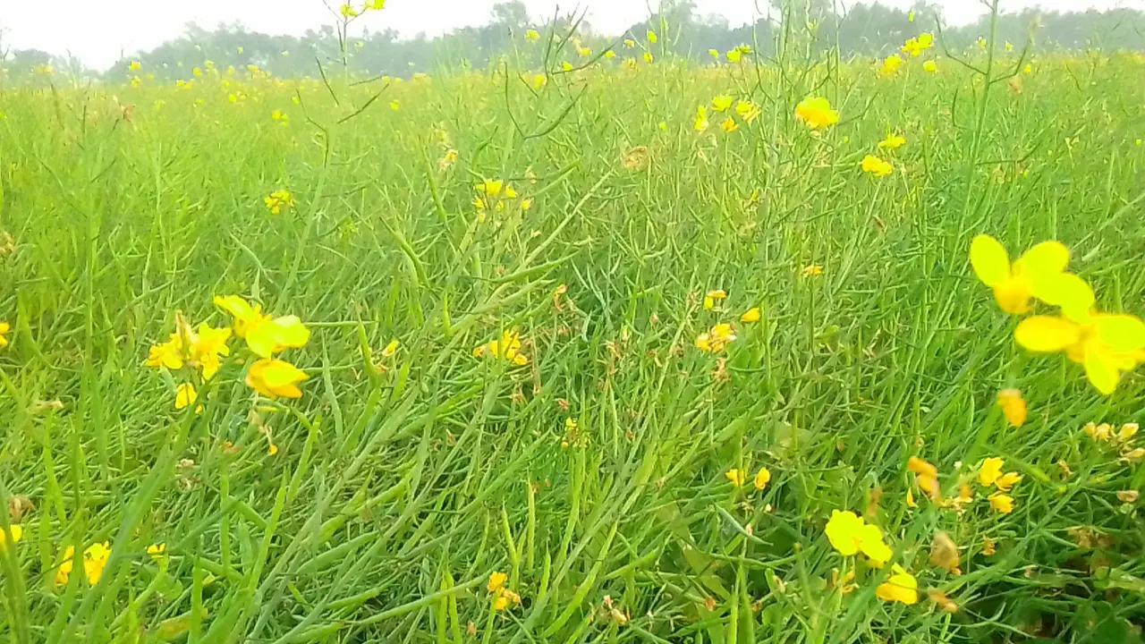 নওগাঁর নিয়ামতপুরের একটি সরষিা ক্ষেত। ছবি : কালবেলা