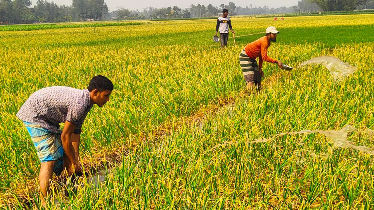 রসুন ক্ষেত পরিচর্যা করছেন চাষিরা। ছবিটি দিনাজপুরের খানসামার গোয়ালডিহি ইউনিয়ন থেকে তোলা। ছবি : কালবেলা