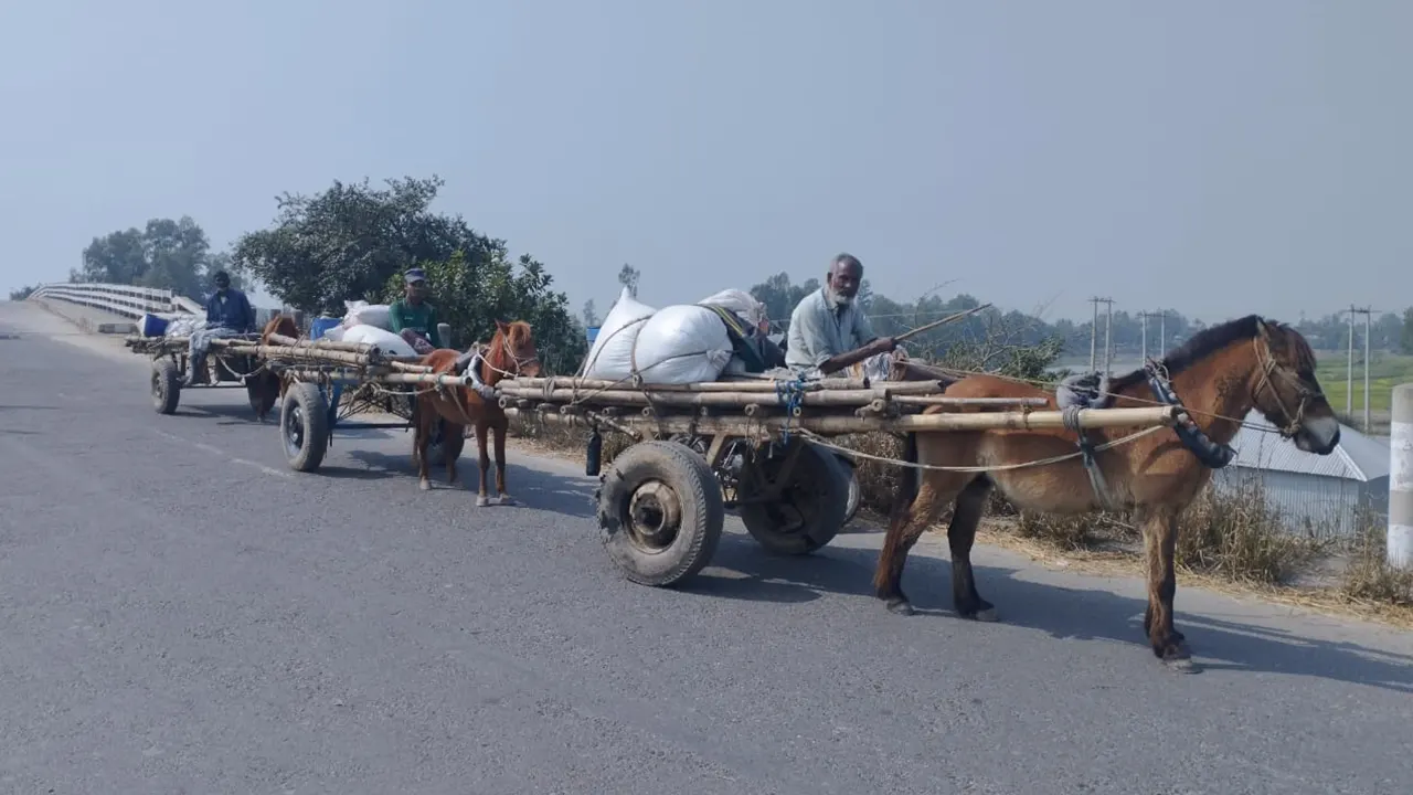 সরিষা বহনের জন্য ঘোড়ার গাড়ি নিয়ে মাঠে যাচ্ছেন তিন গাড়োয়ান। চাটমোহরের চিনাভাতকুর এলাকা থেকে ছবিটি তোলা। ছবি : কালবেলা