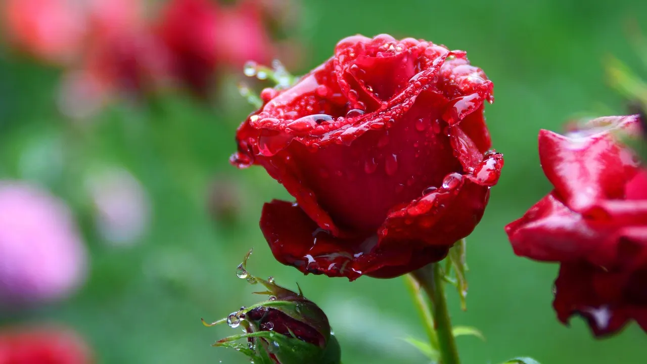 ফুটন্ত গোলাপ। ছবি : সংগৃহীত