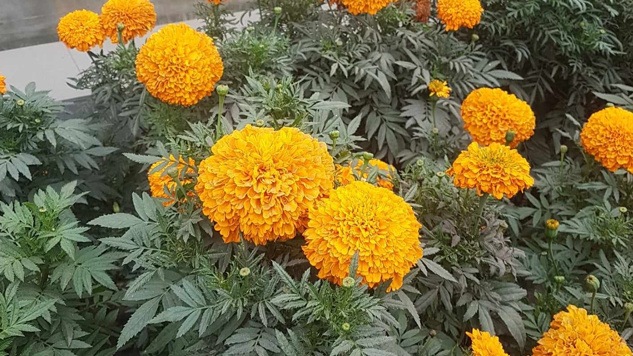 হলুদ গাঁদাফুলের বাগান। ছবি : কালবেলা