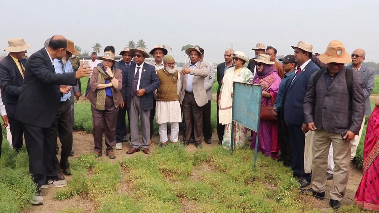 ডাল গবেষণা মাঠ পরিদর্শন করেন বাংলাদেশে নিযুক্ত কানাডিয়ান হাইকমিশনার ড. লিলি নিকোলস। ছবি : কালবেলা