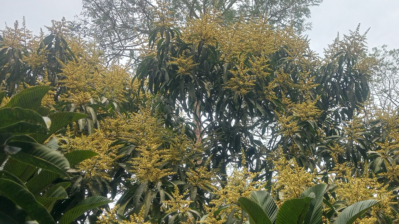 বরিশালের বাকেরগঞ্জে গাছে গাছে শোভা পাচ্ছে সোনালি রঙের আমের মুকুল। ছবি : কালবেলা
