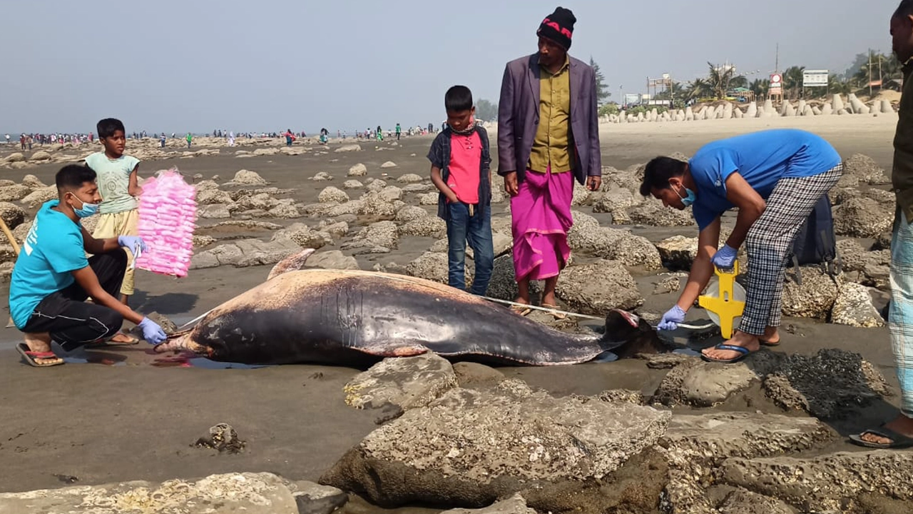 ভেসে আসা মৃত ডলফিনের তথ্য সংগ্রহ করা হচ্ছে। ছবি : কালবেলা