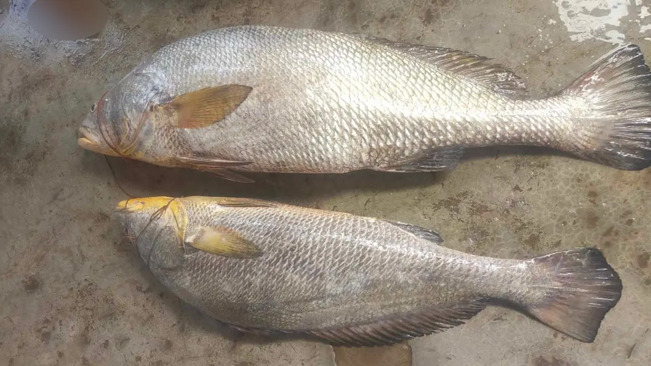 বঙ্গোপসাগরে জালে ধরা পড়া দু’টি দাতিনা মাছ। মাছ দুটির ওজন ২৪ কেজি ৬৫০ গ্রাম। ছবি : কালবেলা