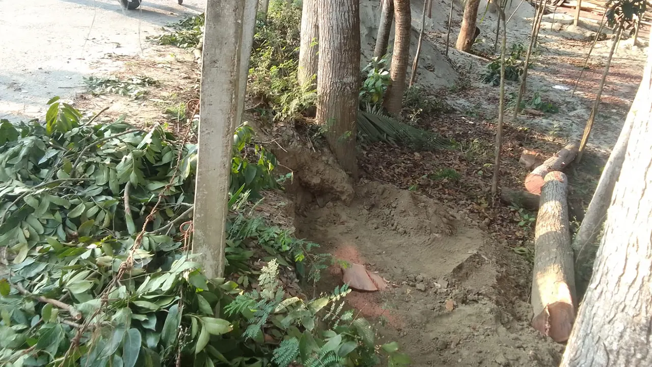 ফরিদপুরের আলফাডাঙ্গায় সড়কের মাটি খুঁড়ে গাছ কাটা হয়েছে। ছবি : কালবেলা