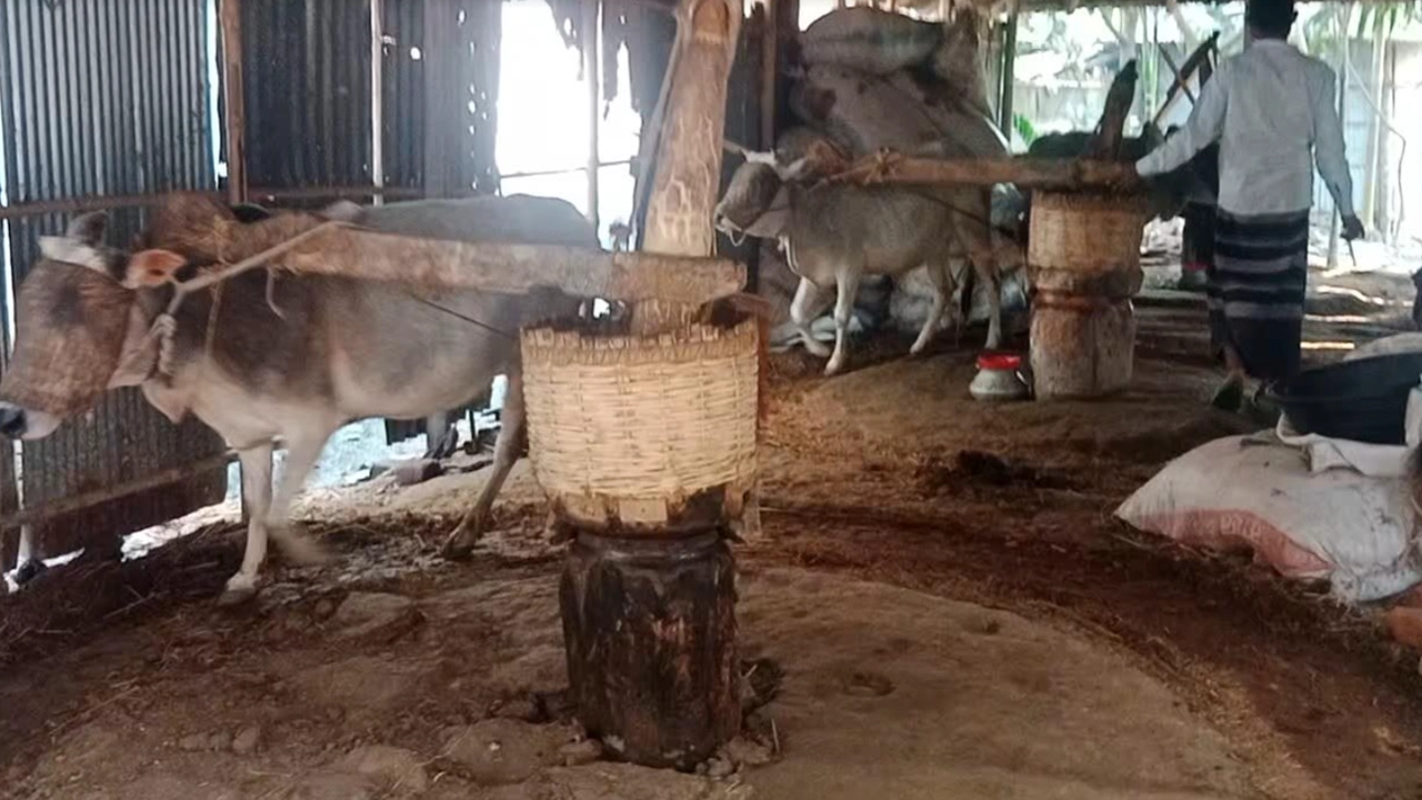ঘানি টানছে কলুর বলদ। ছবি : কালবেলা