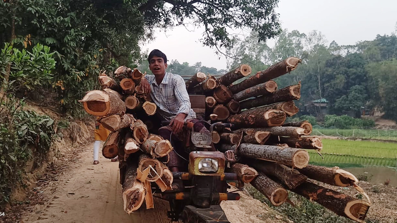 কক্সবাজারের পেকুয়ায় বনবিভাগের গাছ কেটে পাচারের সময় গাছসহ ট্রলি জব্দ করেছে বনবিভাগ। ছবি : কালবেলা
