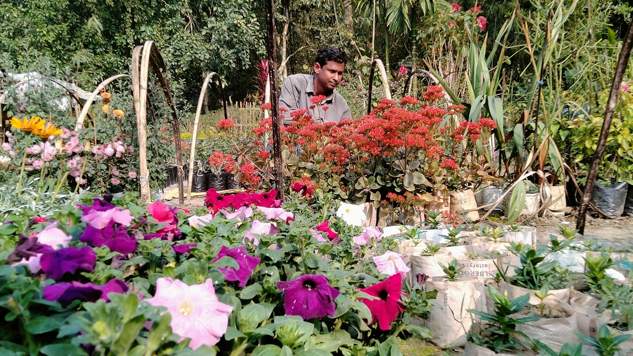 নিজের নার্সারিতে ফুল গাছের পরিচর্যা করছেন সাইফুজ্জামান সুমন। ছবি : কালবেলা