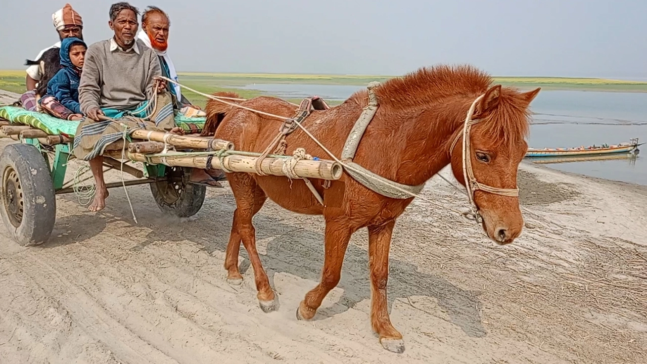যমুনার চরাঞ্চলে মালামাল ও মানুষের যোগাযোগের বাহন হিসেবে ভরসা হয়ে দাঁড়িয়েছে ঘোড়ার গাড়ি। ছবি : কালবেলা
