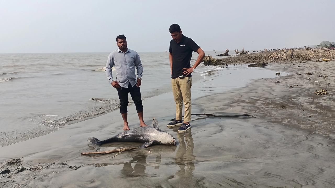 কুয়াকাটা সমুদ্রসৈকতে ভেসে আসা মৃত ডলফিন। ছবি : কালবেলা