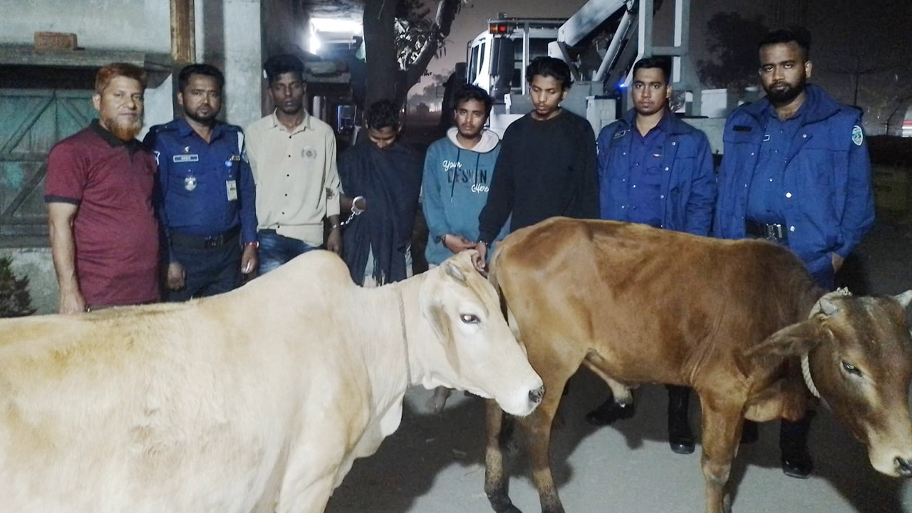 চট্টগ্রামের সীতাকুণ্ডে গরুসহ গ্রেপ্তারকৃত চার গরুচোর। ছবি : কালবেলা