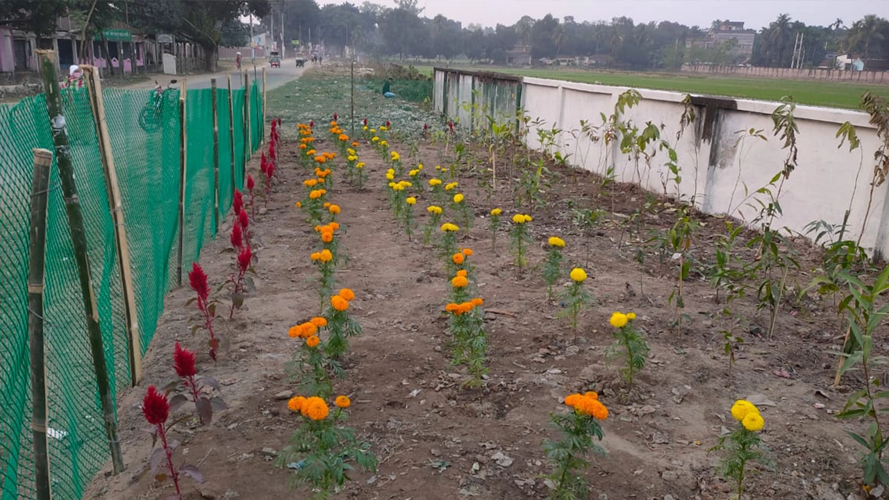 ময়লার ভাগাড় এখন ফুলের বাগান। ছবি : কালবেলা